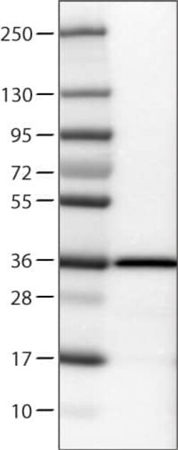 Emerin Antibody (CL0201) - Azide and BSA Free, Novus Biologicals 100 ul;