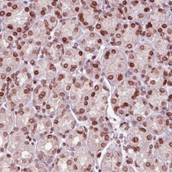 Emerin Antibody (CL0201) - Azide and BSA Free, Novus Biologicals 100 ul;