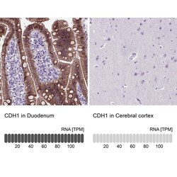E-Cadherin Antibody (CL1172) - Azide and BSA Free, Novus Biologicals 100