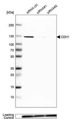 E-Cadherin Antibody (CL1172) - Azide and BSA Free, Novus Biologicals 100