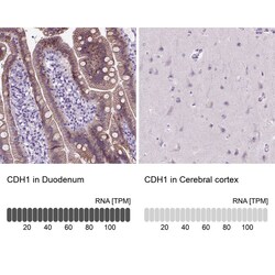 E-Cadherin Antibody (CL1180) - Azide and BSA Free, Novus Biologicals 100