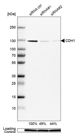 E-Cadherin Antibody (CL1180) - Azide and BSA Free, Novus Biologicals 100