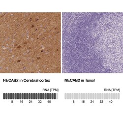 EFCBP2 Antibody (CL0524) - Azide and BSA Free, Novus Biologicals 100 ul;