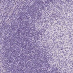 EFCBP2 Antibody (CL0524) - Azide and BSA Free, Novus Biologicals 100 ul;