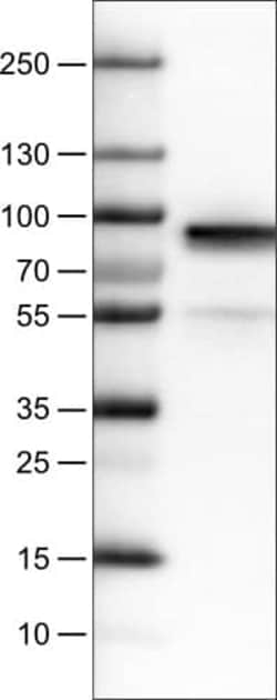Fibulin 1 Antibody (CL0337) - Azide and BSA Free, Novus Biologicals 100
