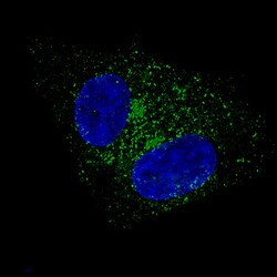 Fibulin 1 Antibody (CL0337) - Azide and BSA Free, Novus Biologicals 100