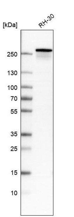 Dysferlin Antibody (CL10888) - Azide and BSA Free, Novus Biologicals 100