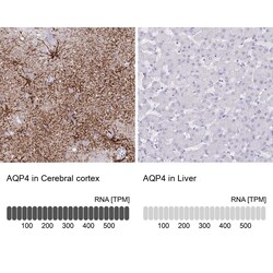 Aquaporin-4 Antibody (CL0178) - Azide and BSA Free, Novus Biologicals 100