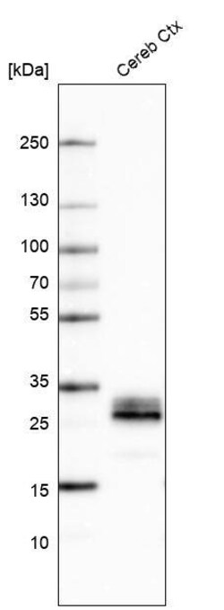 Aquaporin-4 Antibody (CL0178) - Azide and BSA Free, Novus Biologicals 100