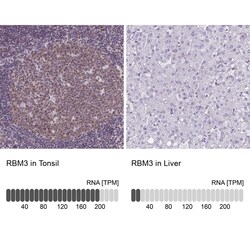 RBM3 Antibody (CL0296) - Azide and BSA Free, Novus Biologicals 100 ul;