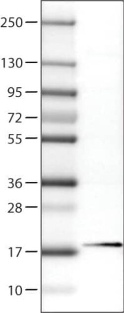 RBM3 Antibody (CL0296) - Azide and BSA Free, Novus Biologicals 100 ul;