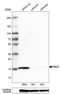 RBM3 Antibody (CL0296) - Azide and BSA Free, Novus Biologicals 100 ul;