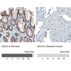 Occludin Antibody (CL1555) - Azide and BSA Free, Novus Biologicals 100