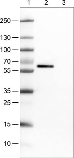 Occludin Antibody (CL1555) - Azide and BSA Free, Novus Biologicals 100