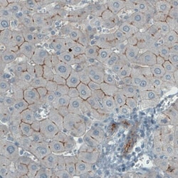 Occludin Antibody (CL1555) - Azide and BSA Free, Novus Biologicals 100
