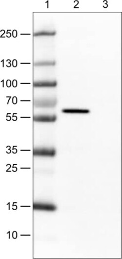 Occludin Antibody (CL1567) - Azide and BSA Free, Novus Biologicals 100
