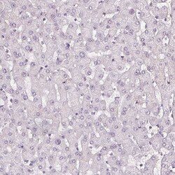 Fibrillin 1 Antibody (CL0226) - Azide and BSA Free, Novus Biologicals 100