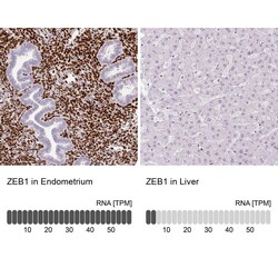 ZEB1 Antibody (CL0151) - Azide and BSA Free, Novus Biologicals 100 ul;
