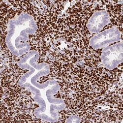 ZEB1 Antibody (CL0151) - Azide and BSA Free, Novus Biologicals 100 ul;