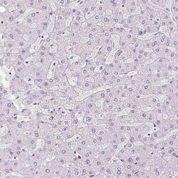 ZEB1 Antibody (CL0151) - Azide and BSA Free, Novus Biologicals 100 ul;