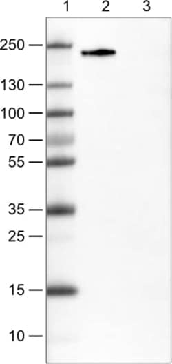 ZEB1 Antibody (CL0151) - Azide and BSA Free, Novus Biologicals 100 ul;