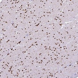 ZEB1 Antibody (CL0151) - Azide and BSA Free, Novus Biologicals 100 ul;