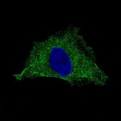 PLA2R1 Antibody (CL0474) - Azide and BSA Free, Novus Biologicals 100 ul;