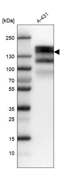 EGFR Antibody (CL0822) - Azide and BSA Free, Novus Biologicals 100 ul;