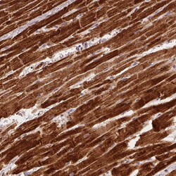 SDHB Antibody (CL0346) - Azide and BSA Free, Novus Biologicals 100 ul;