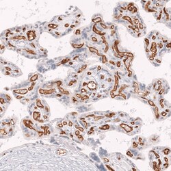 CD34 Antibody (CL14579) - Azide and BSA Free, Novus Biologicals 100 ul;