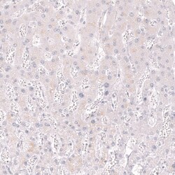CD34 Antibody (CL14579) - Azide and BSA Free, Novus Biologicals 100 ul;