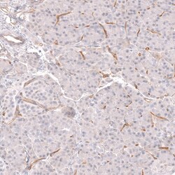 CD34 Antibody (CL14579) - Azide and BSA Free, Novus Biologicals 100 ul;