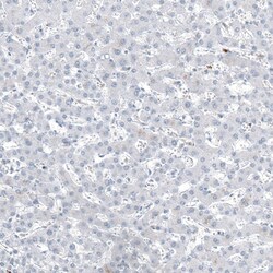 CD20 Antibody (CL10613) - Azide and BSA Free, Novus Biologicals 100 ul;