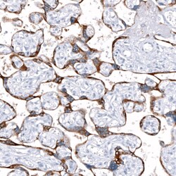 ANO2 Antibody (CL10632) - Azide and BSA Free, Novus Biologicals 100 ul;