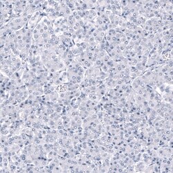 ANO2 Antibody (CL10632) - Azide and BSA Free, Novus Biologicals 100 ul;