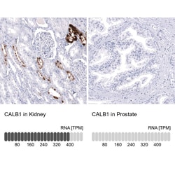 Calbindin D-28K Antibody (CL15065) - Azide and BSA Free, Novus Biologicals