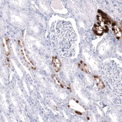 Calbindin D-28K Antibody (CL15065) - Azide and BSA Free, Novus Biologicals