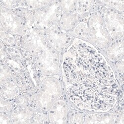 Melan-A/MART-1 Antibody (CL12864) - Azide and BSA Free, Novus Biologicals