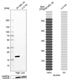 Melan-A/MART-1 Antibody (CL12864) - Azide and BSA Free, Novus Biologicals