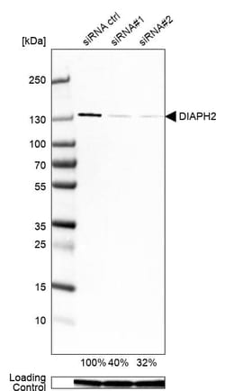 DIAPH-2 Antibody (CL1111) - Azide and BSA Free, Novus Biologicals 100 ul;