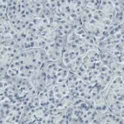 DIAPH-2 Antibody (CL1113) - Azide and BSA Free, Novus Biologicals 100 ul;