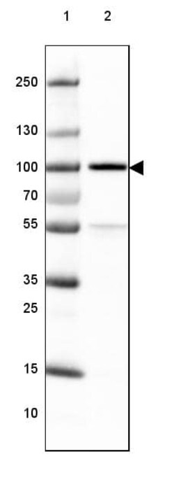 TLE3 Antibody (CL3573) - Azide and BSA Free, Novus Biologicals 100 &mu;L | Buy Online | Novus Biologicals | Fisher Scientific