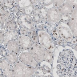 TLE3 Antibody (CL3573) - Azide and BSA Free, Novus Biologicals 100 &mu;L | Buy Online | Novus Biologicals | Fisher Scientific