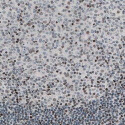 TLE3 Antibody (CL3573) - Azide and BSA Free, Novus Biologicals 100 &mu;L | Buy Online | Novus Biologicals | Fisher Scientific