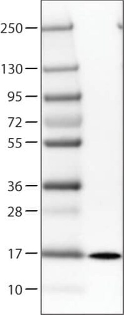 Transthyretin/Prealbumin Antibody (CL0290) - Azide and BSA Free, Novus