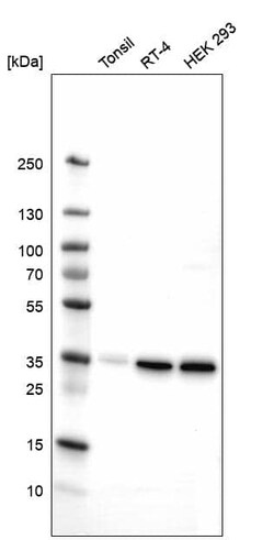 Syntaxin 7 Antibody (CL0257) - Azide and BSA Free, Novus Biologicals 100