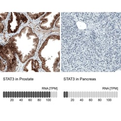 STAT3 Antibody (CL0490) - Azide and BSA Free, Novus Biologicals&trade;