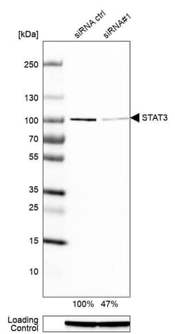 STAT3 Antibody (CL0490) - Azide and BSA Free, Novus Biologicals 100 &mu;L | Buy Online | Novus Biologicals | Fisher Scientific