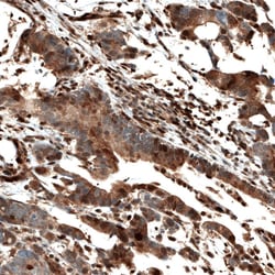 STAT3 Antibody (CL0490) - Azide and BSA Free, Novus Biologicals 100 &mu;L | Buy Online | Novus Biologicals | Fisher Scientific