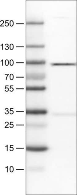 STAT3 Antibody (CL0492) - Azide and BSA Free, Novus Biologicals 100 ul;